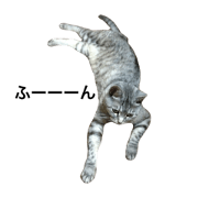 my name is NYAN