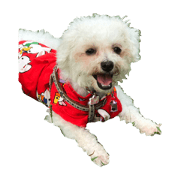Malpoo Elmo