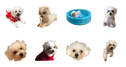 Malpoo Elmo
