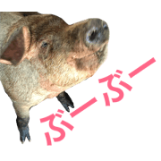 livestock(Pigs)