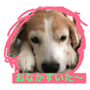 beagle kai 11