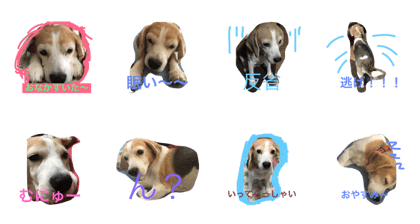 beagle kai 11