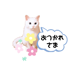 catpurewhite