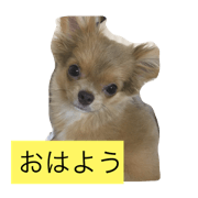 Love Love dog!