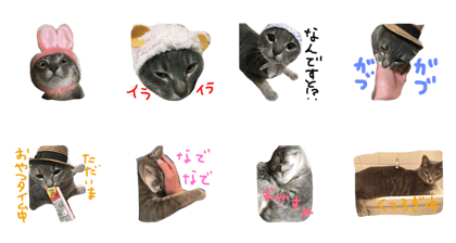 Sabatra cat peko's stamp