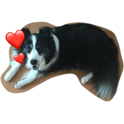 border collie lucky
