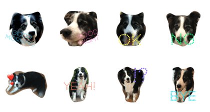border collie lucky