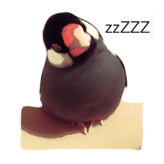 java sparrow piichan.