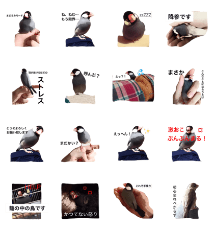 java sparrow piichan.