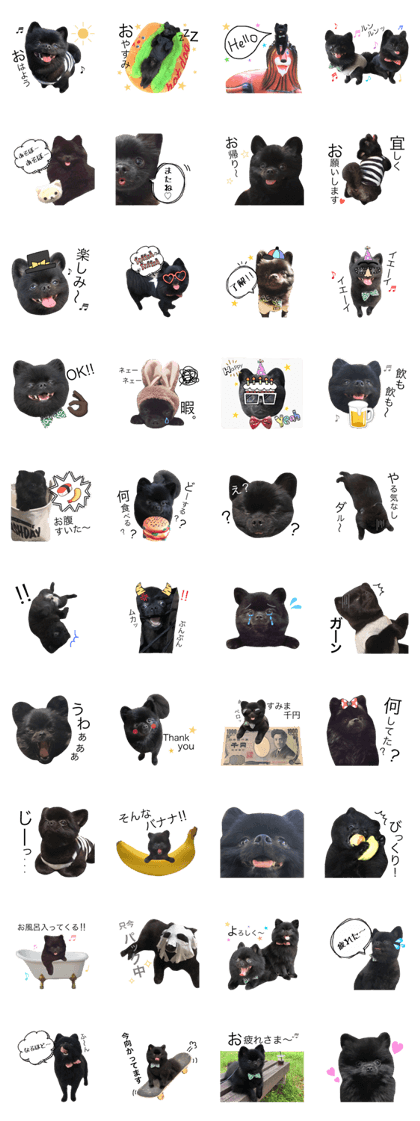 blackpomeranian TORAMARU&HINATA.