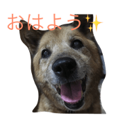 hinadog2