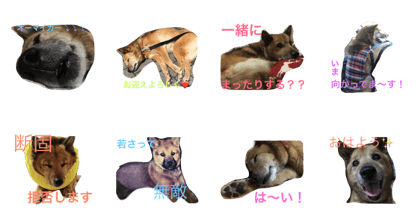 hinadog2