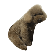 chai toypoodle