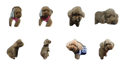 chai toypoodle