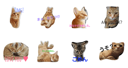 Japanesecats