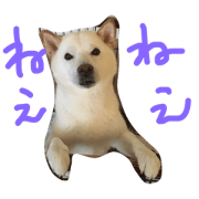 WHITE PUPPY SOUTA