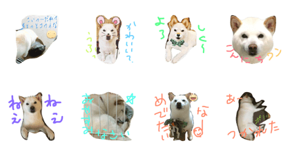 WHITE PUPPY SOUTA