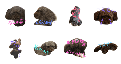 lazy toypoodle