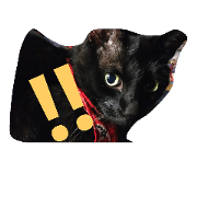 Kaka (black cat) feelings