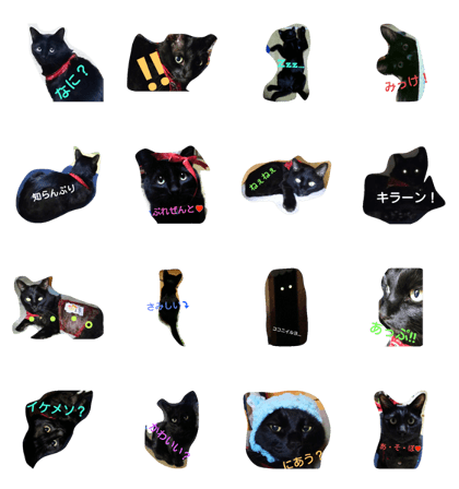 Kaka (black cat) feelings
