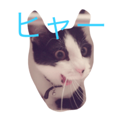azcat