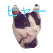 azcat