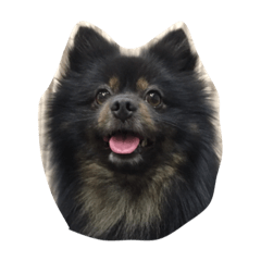 ポメラニアン 黒まめ Line スタンプ Line Store ポメラニアン 黒まめ Line スタンプ Line Store