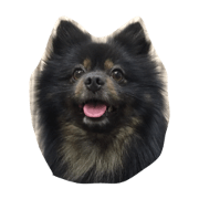 Pomeranian kuromame