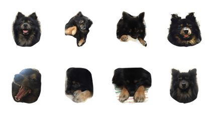 Pomeranian kuromame
