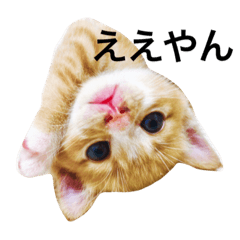 Naniwa's kittens stamp