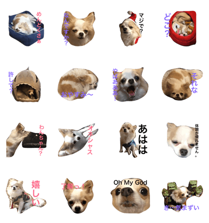 Cabbage Chihuahua