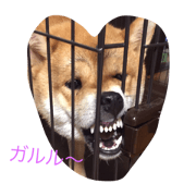 SHIBASHIBACHAN