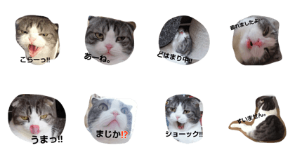 cat marumaruo