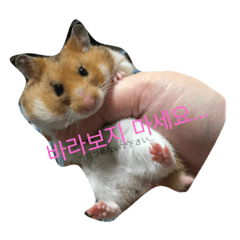 hamster+Hangul