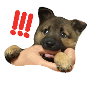 MOKAPON2