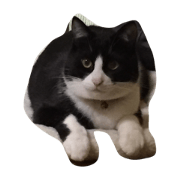 my cat Hachi