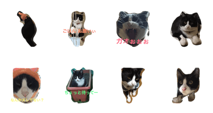 my cat Hachi