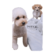 the dog name is mikan