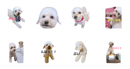 the dog name is mikan
