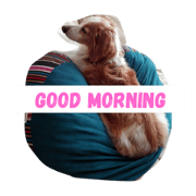 dog snh