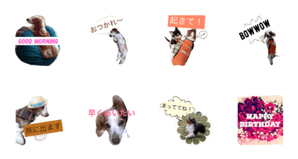 dog snh