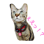 cat lala