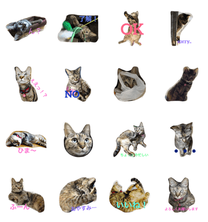 cat lala