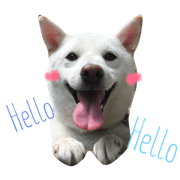 shibainu choco