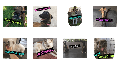 Dogs say Hi