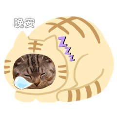 小虎和寶劍  小貓日常生活貼圖