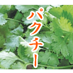 coriander coriander
