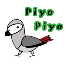 Piyo Piyo African Grey (English ver.)