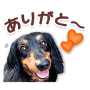 M-Dachshund Anko Daily conversation