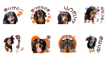M-Dachshund Anko Daily conversation